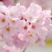 桜がきれいな季節ですね。